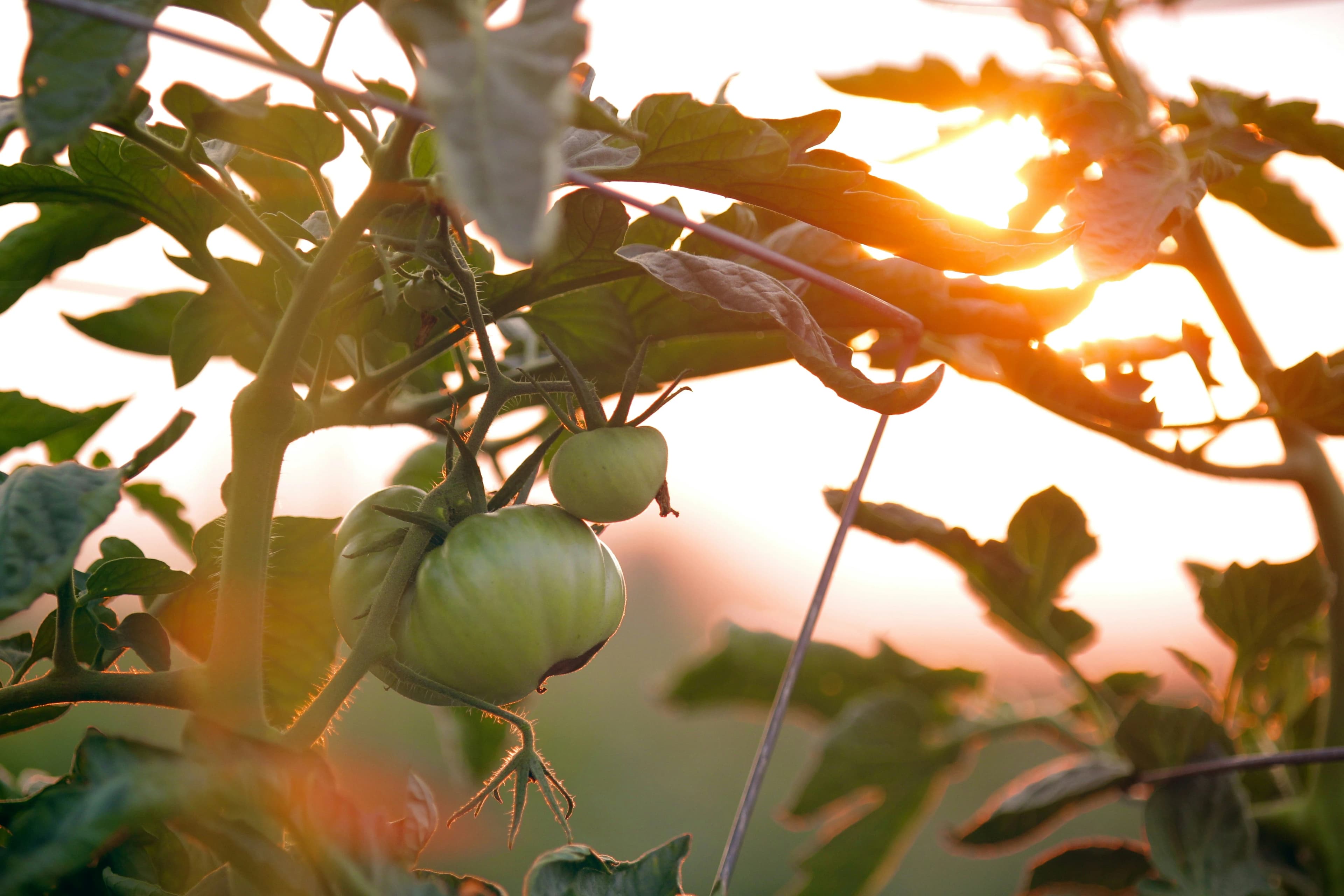 Learning to Make Healthy Choices Around Food